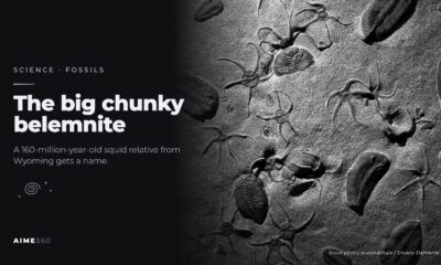 Fossils embedded in stone, in black and white, beside the headline The big chunky belemnite
