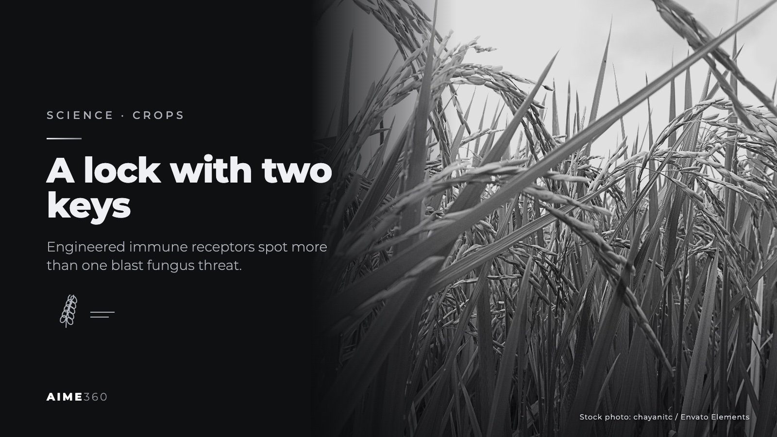 Rice plants in a field, in black and white, beside the headline A lock with two keys